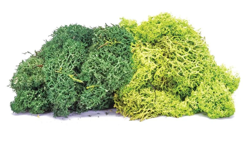 R7195 Lichen - Large Green Mix