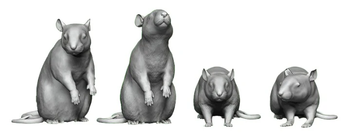 31103-076 OO Gauge Pets, Wildlife & Livestock - Rats - Pack of 6