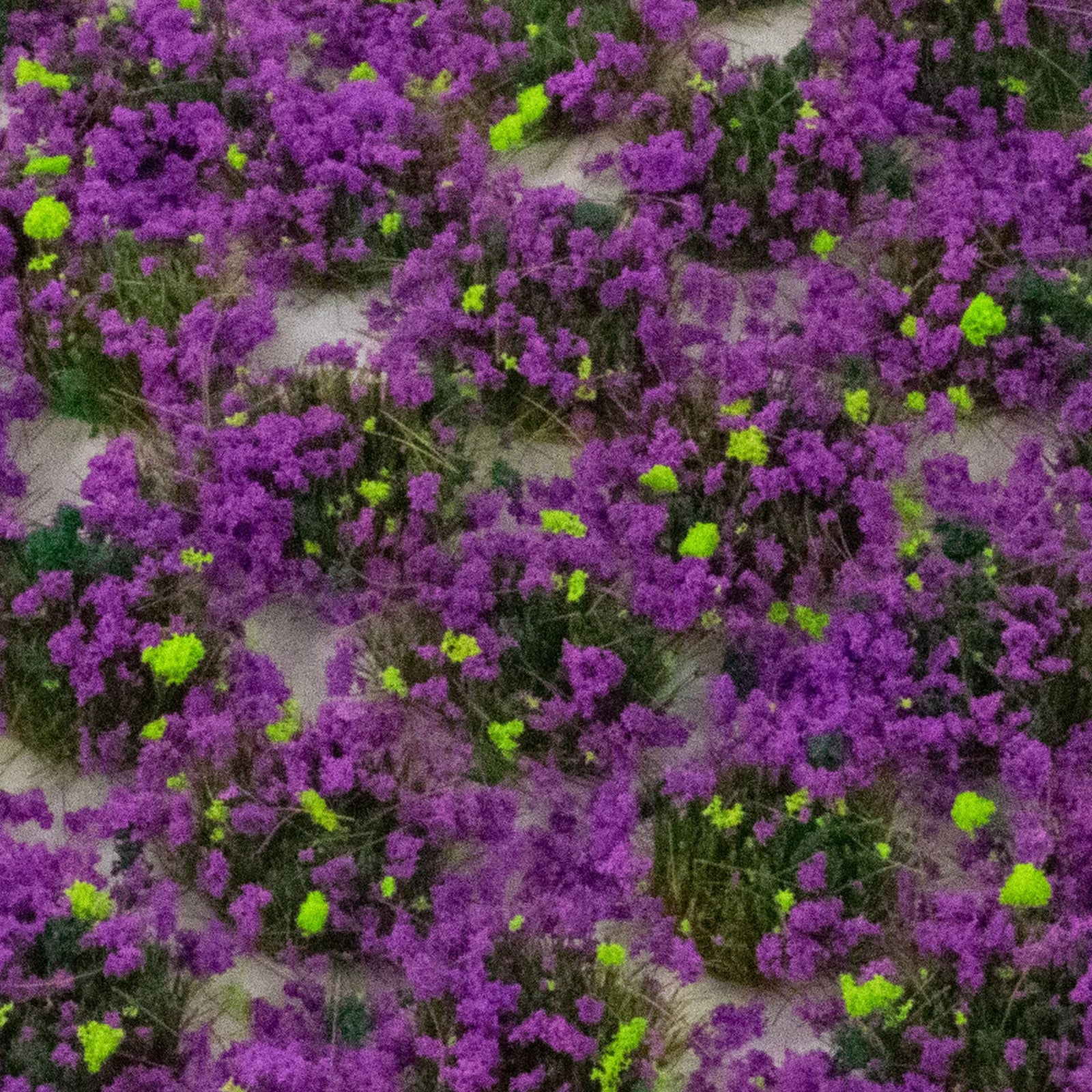 W3T-HE6 6mm Heather Self-Adhesive Static Grass Tufts x 100 - Image 3